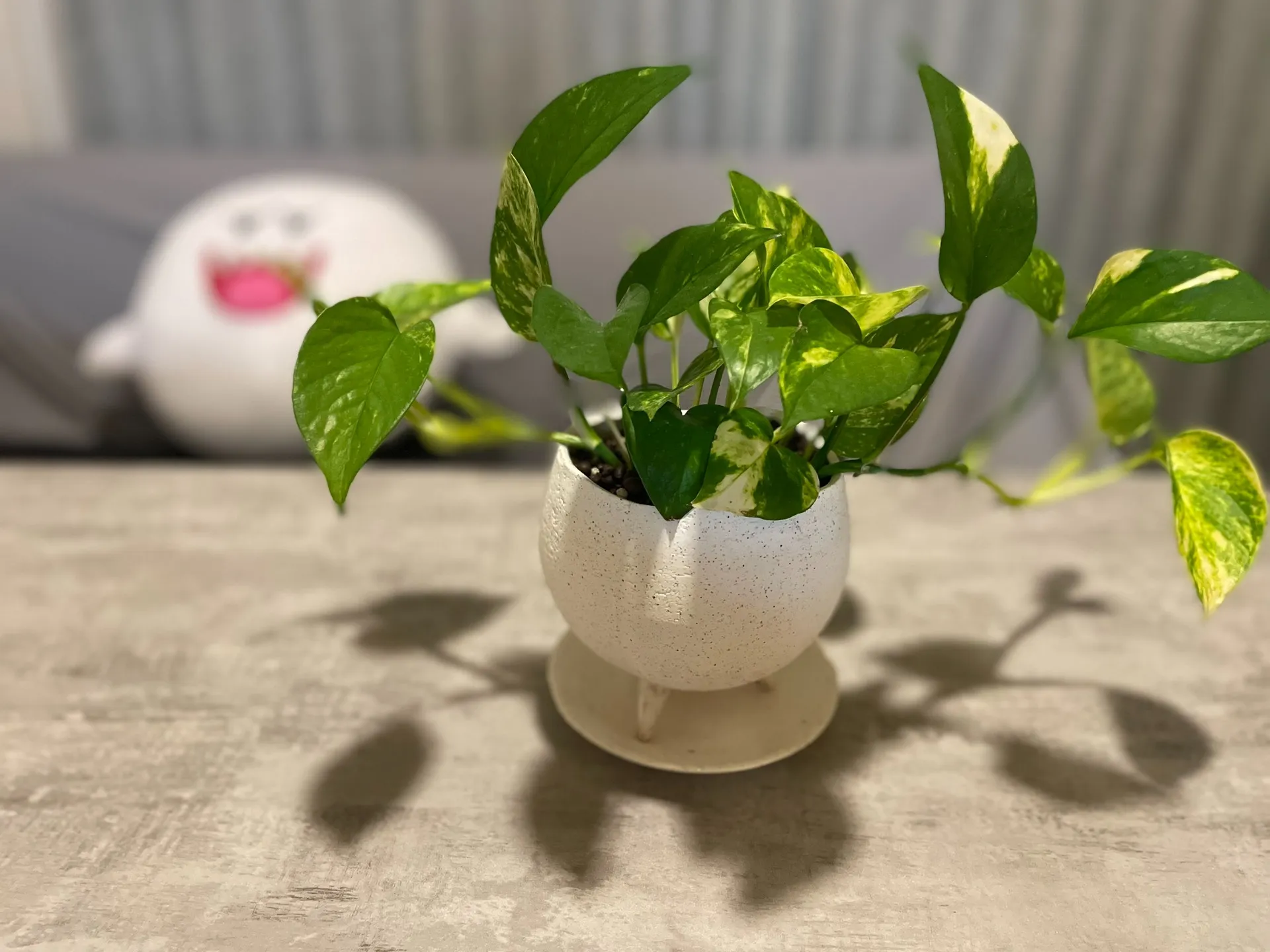 成長🌱
